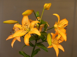 Foto: Dr. Peter Müller